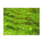 Fern Fronds III Green Nature Botanical Postcard