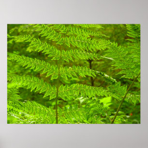 Fern Fronds III Green Nature Botanical Poster