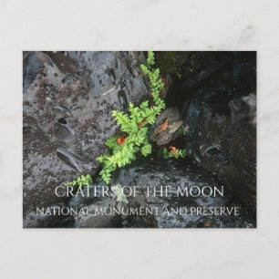 Fern Growing in Lava Rock, Craters of the Moon Postcard