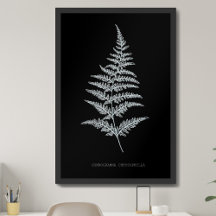 Fern - Gymnogramma Chrysophylla. X-ray effect – 01