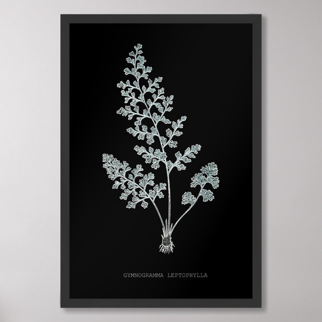 Fern - Gymnogramma Leptophylla - X-ray effect – 04 Photo Print (Creator Uploaded)
