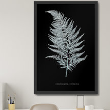Fern - Gymnogramma Ochracea - X-ray effect - 02