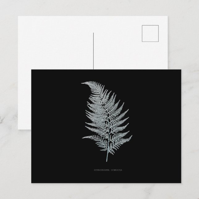 Fern - Gymnogramma Ochracea - X-ray effect - 02 Postcard (Front/Back)