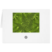 Fern in green cards (Back Horizontal)