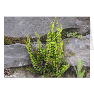 Fern in rock wall, Galway, Ireland Cards