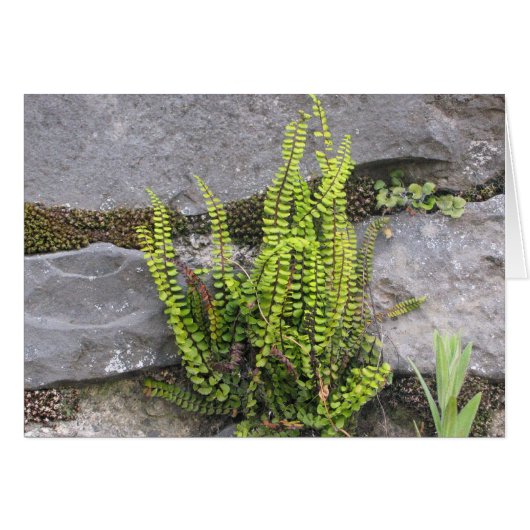 Fern in rock wall, Galway, Ireland Cards (Front Horizontal)