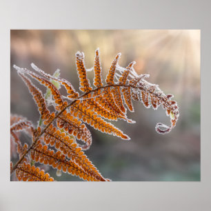 Fern Leaf with Icy Frost in a Cold Winter Nature - Poster