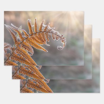 Fern Leaf With Icy Frost In A Cold Winter Nature - Wrapping Paper Sheets by Kathom_Photo at Zazzle