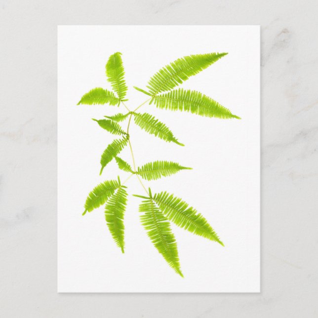 Fern leaves isolated postcard (Front)