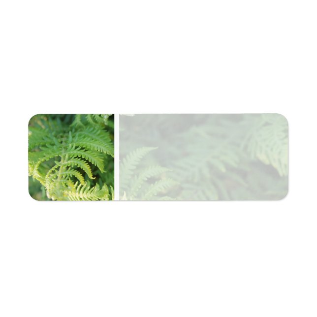 Fern Leaves. Label (Front)