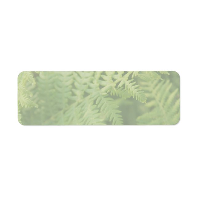 Fern Leaves, Light Green. Label (Front)