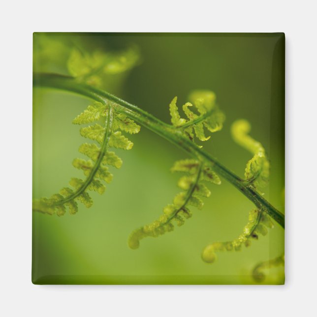 Fern Magnet (Front)