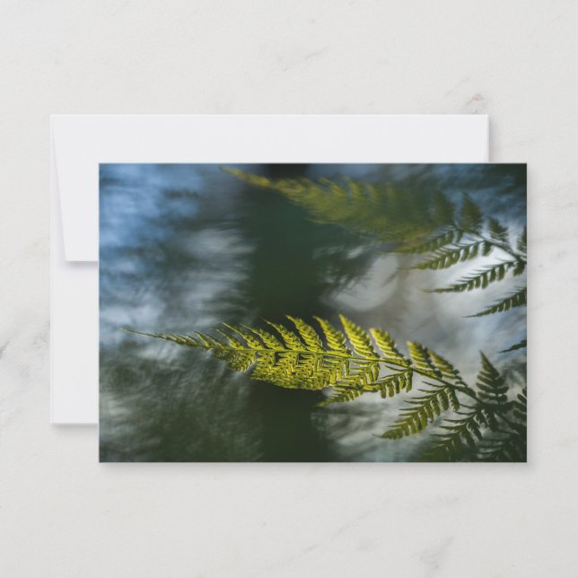Fern Nature Photo Cards (Front)