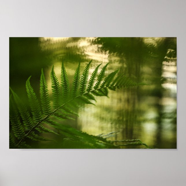 Fern Nature Photo Poster (Front)