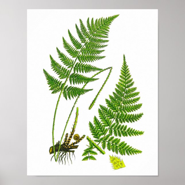 Fern No 10 Home Decor Print (Front)