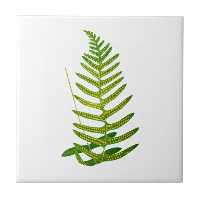 Fern no.2 housewarming wedding gift ceramic tiles