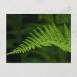 Fern P6597 Postcard at Zazzle