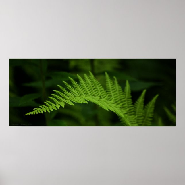 Fern P6597 Print (Front)