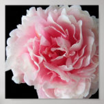 Fern Peony Poster Print