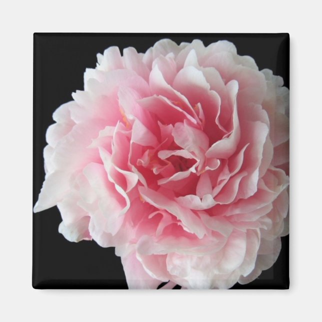 Fern Peony Square Magnet (Front)