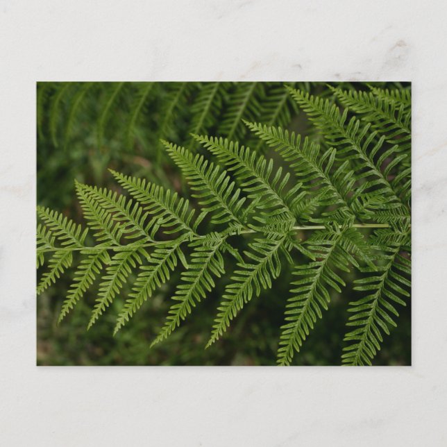 Fern Postcard (Front)