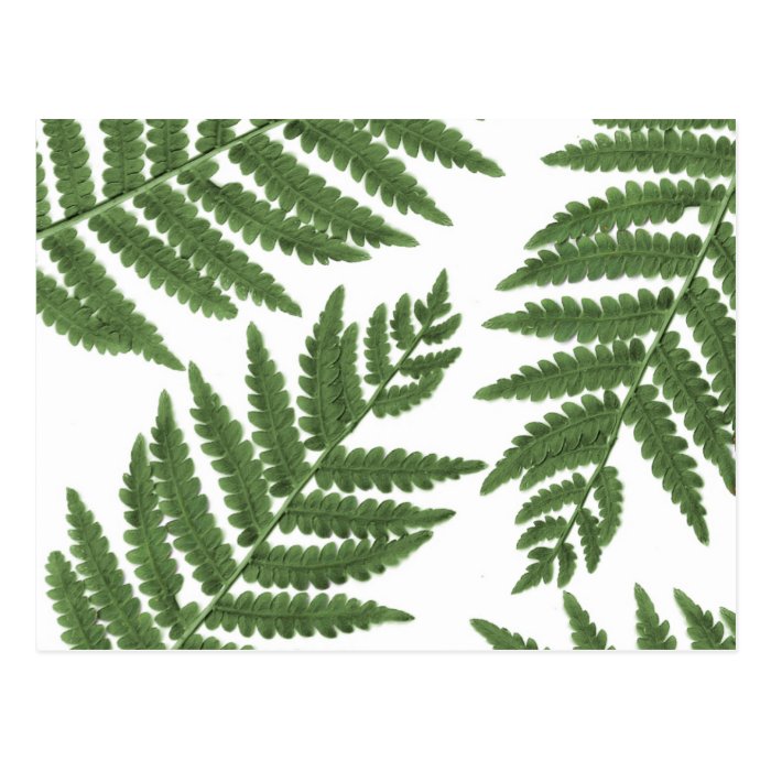 Fern Postcards