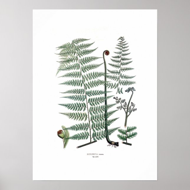 Fern Poster (Front)