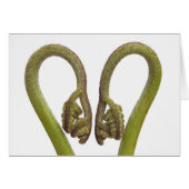 Fern sprouts 2 (Front Horizontal)