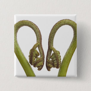 Fern sprouts 2 button
