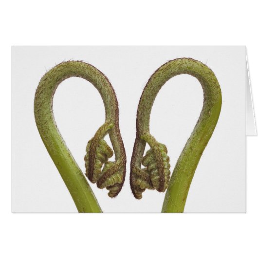 Fern sprouts 2 cards (Front Horizontal)
