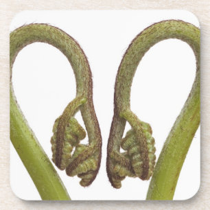 Fern sprouts 2 drink coaster