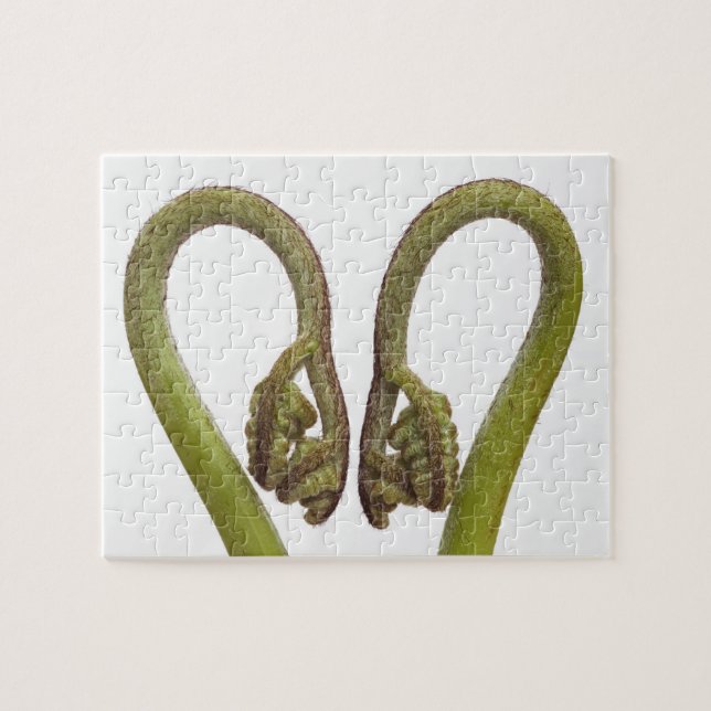 Fern sprouts 2 jigsaw puzzle (Horizontal)