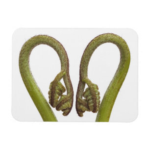 Fern sprouts 2 magnet
