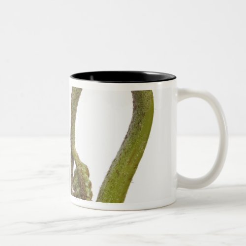 Fern sprouts 2 Two_Tone coffee mug