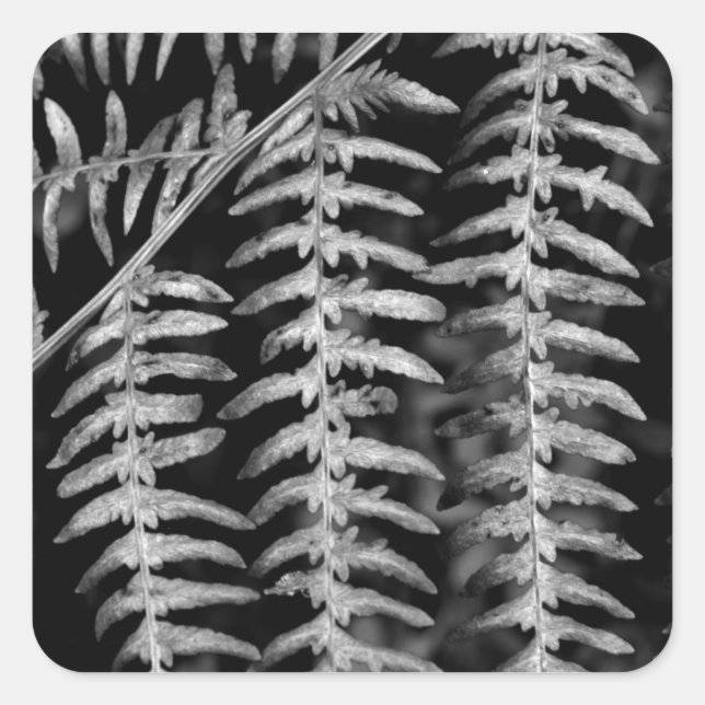 Fern Stickers (Front)