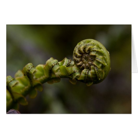 Fern Swirls Card (Front Horizontal)