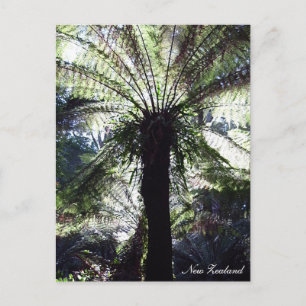 Fern Tree, New Zealand, native Nature Postcard