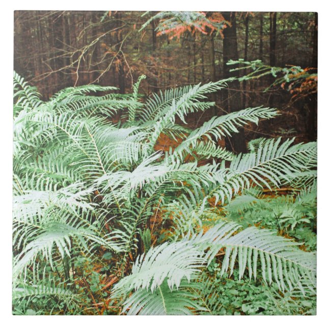 Fern Tropical Green Leaves Plant Woodland Foliage  Ceramic Tile (Front)