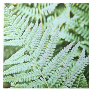 Fern Tropical Green Leaves Plant Woodland Foliage  Ceramic Tile