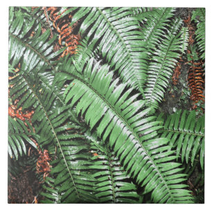 Fern Tropical Green Leaves Plant Woodland Foliage  Ceramic Tile