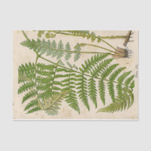 Fern Vintage Botanical Tissue Paper