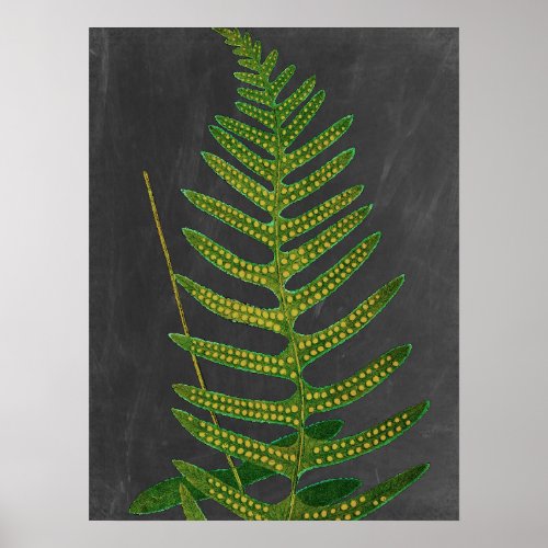Fern with Chalkboard Background no 2 Poster