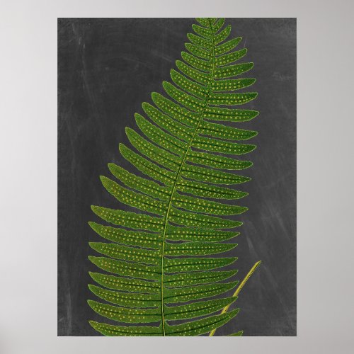 Fern with Chalkboard Background no 3 Poster