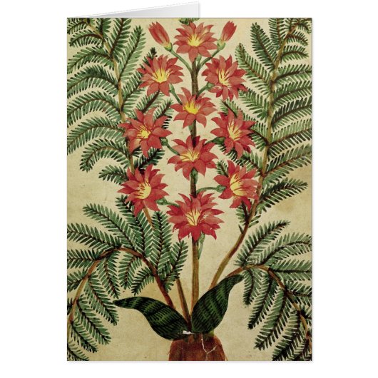 Fern with red and yellow flowers cards (Front)