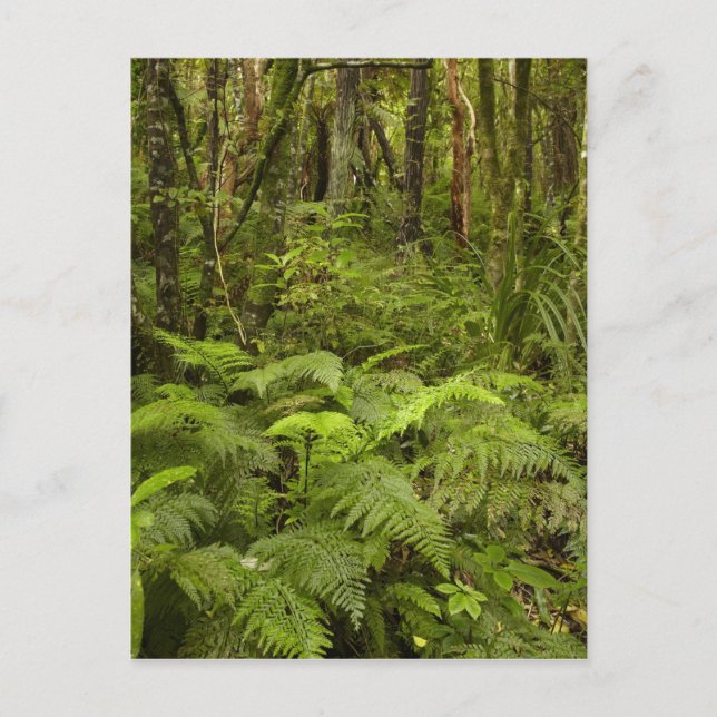 Ferns and native bush near Matai Falls, Catlins Postcard (Front)