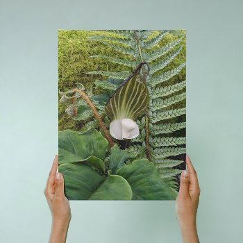 Ferns And Woodland Plants Floral Canvas Print by northwestphotos at Zazzle