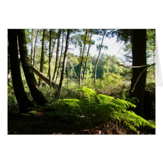 ferns at farr lake cards