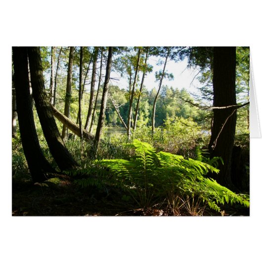 ferns at farr lake cards (Front Horizontal)