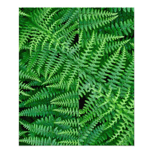 Ferns: Beauty in Nature: Photo Print (Front)