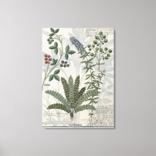 Ferns Brambles and Flowers Canvas Print
